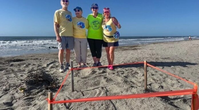 First loggerhead sea turtle nest of S.C. season found on beach