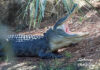 Lowcountry gators on the move as mating season heats up Lowcountry gators on the move as spring heats up
