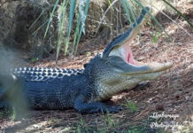 Lowcountry gators on the move as spring heats up Lowcountry gators on the move as spring heats up