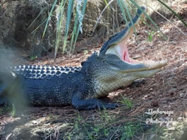 Lowcountry gators on the move as mating season heats up Lowcountry gators on the move as spring heats up