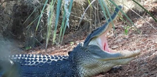 Lowcountry gators on the move as spring heats up Lowcountry gators on the move as spring heats up