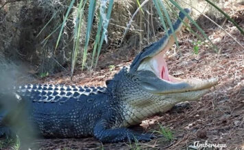 Lowcountry gators on the move as mating season heats up Lowcountry gators on the move as spring heats up