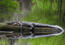 SCDNR joins gator info project with wildlife agencies throughout southeast US SCDNR joins gator info project with wildlife agencies throughout southeast US