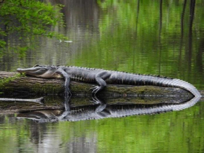 SCDNR joins gator info project with wildlife agencies throughout southeast US