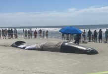 31 Foot long whale beached on Hilton Head Island 31 Foot long whale beached on Hilton Head Island
