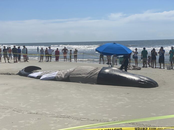 31 Foot long whale beached on Hilton Head Island