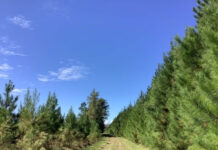 Another 900 acres of land in Beaufort now protected from development