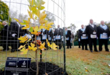 Sapling of historic Liberty Tree to be planted in Beaufort Sapling of historic Liberty Tree to be planted in Beaufort