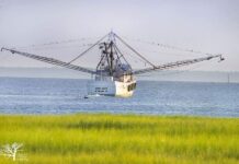2025 Shrimp season in South Carolina officially begins today 2025 shrimp season in South Carolina officially begins today