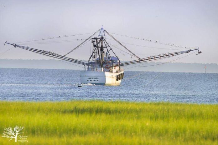 2025 shrimp season in South Carolina officially begins today