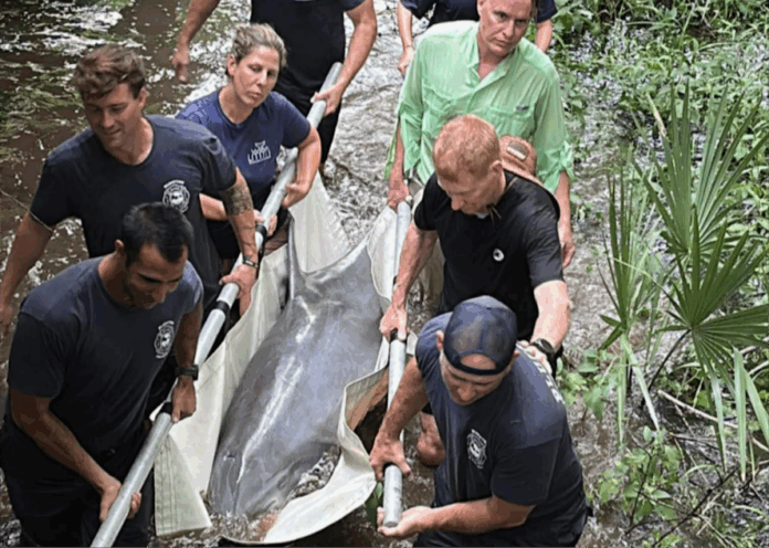 Dolphin rescued from Bluffton lagoon in multi-agency effort