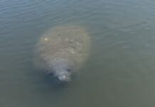 South Carolina sees record number of manatees in 2025
