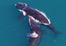 First right whales of season spotted off Beaufort coast