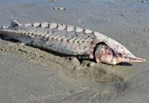 Endangered Atlantic sturgeon washes ashore on Beaufort beach Endangered Atlantic sturgeon washes ashore on Beaufort beach