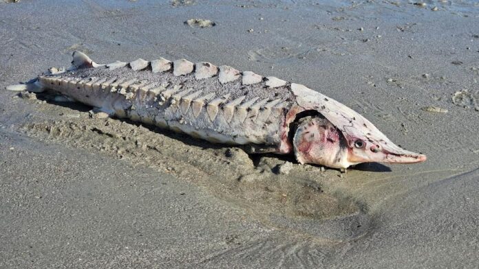Endangered Atlantic sturgeon washes ashore on Beaufort beach