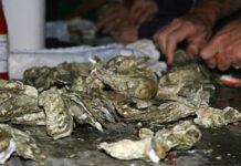 Oyster Festival to invade downtown Beaufort in January Oyster Festival to invade downtown Beaufort in January