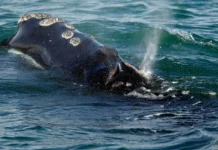 First right whale calf of season spotted along S.C. coast First right whale calf of season spotted along S.C. coast