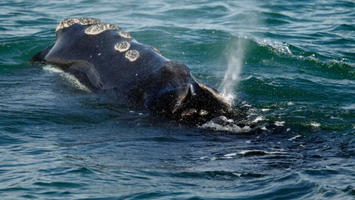 First right whale calf of season spotted along S.C. coast