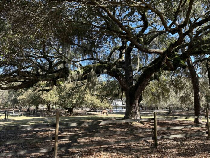 Lady's Island family protects their 55 acres from development forever
