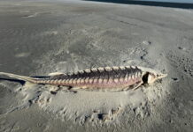 Another rare Atlantic sturgeon washes ashore on Beaufort beach Another rare Atlantic sturgeon washes ashore on Beaufort beach
