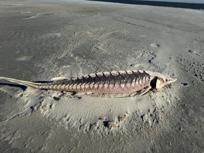 Another rare Atlantic sturgeon washes ashore on Beaufort beach