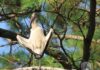 Wood Stork removed from endangered list due to recovery