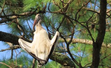 Wood Stork removed from endangered list due to recovery