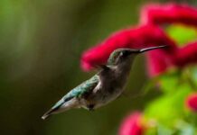 Hummingbirds returning to South Carolina on their spring migration Hummingbirds returning to South Carolina on their spring migration