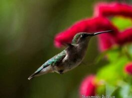 Hummingbirds returning to South Carolina on their spring migration Hummingbirds returning to South Carolina on their spring migration