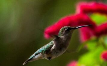 Hummingbirds returning to South Carolina on their spring migration Hummingbirds returning to South Carolina on their spring migration