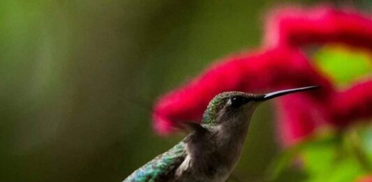 Hummingbirds returning to South Carolina on their spring migration Hummingbirds returning to South Carolina on their spring migration