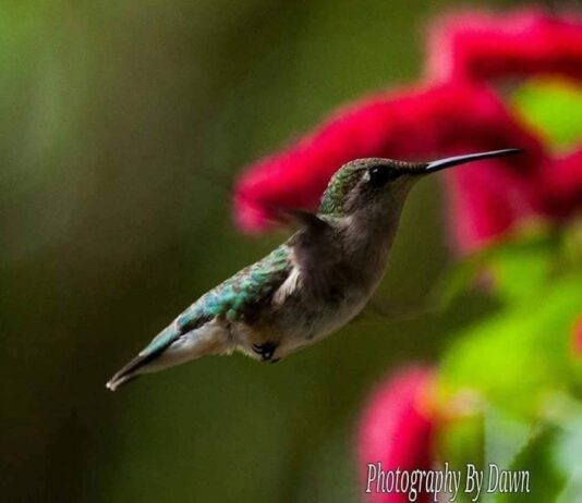 Hummingbirds returning to South Carolina on their spring migration Hummingbirds returning to South Carolina on their spring migration