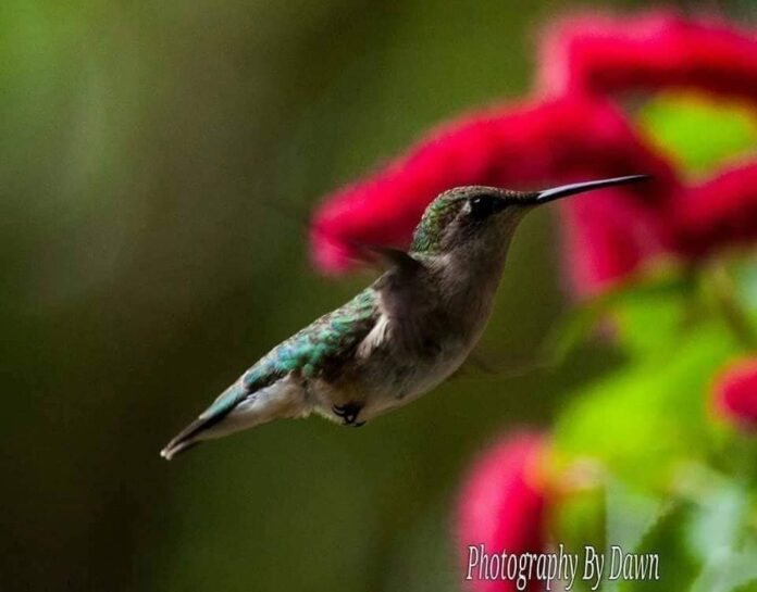 Hummingbirds returning to South Carolina on their spring migration
