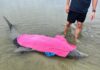 Stranded dolphin rescued on Beaufort County beach
