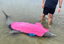 Stranded dolphin rescued on Beaufort County beach