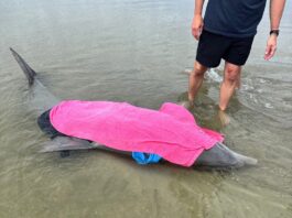Stranded dolphin rescued on Beaufort County beach