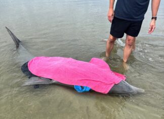 Stranded dolphin rescued on Beaufort County beach
