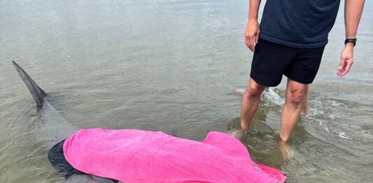 Stranded dolphin rescued on Beaufort County beach
