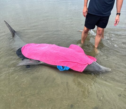 Stranded dolphin rescued on Beaufort County beach