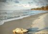 Sea Turtles Everywhere: Hunting Island records 100th nest of season Sea Turtles Everywhere: Hunting Island records 100th nest of season