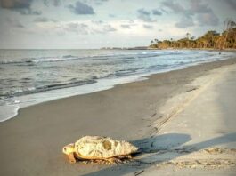 Sea Turtles Everywhere: Hunting Island records 100th nest of season Sea Turtles Everywhere: Hunting Island records 100th nest of season