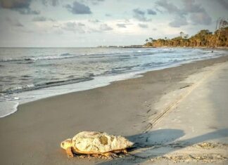 Sea Turtles Everywhere: Hunting Island records 100th nest of season Sea Turtles Everywhere: Hunting Island records 100th nest of season