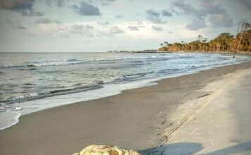 Sea Turtles Everywhere: Hunting Island records 100th nest of season Sea Turtles Everywhere: Hunting Island records 100th nest of season