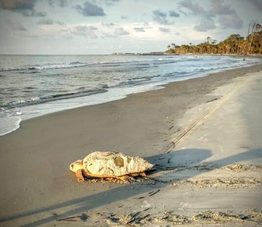 Sea Turtles Everywhere: Hunting Island records 100th nest of season Sea Turtles Everywhere: Hunting Island records 100th nest of season