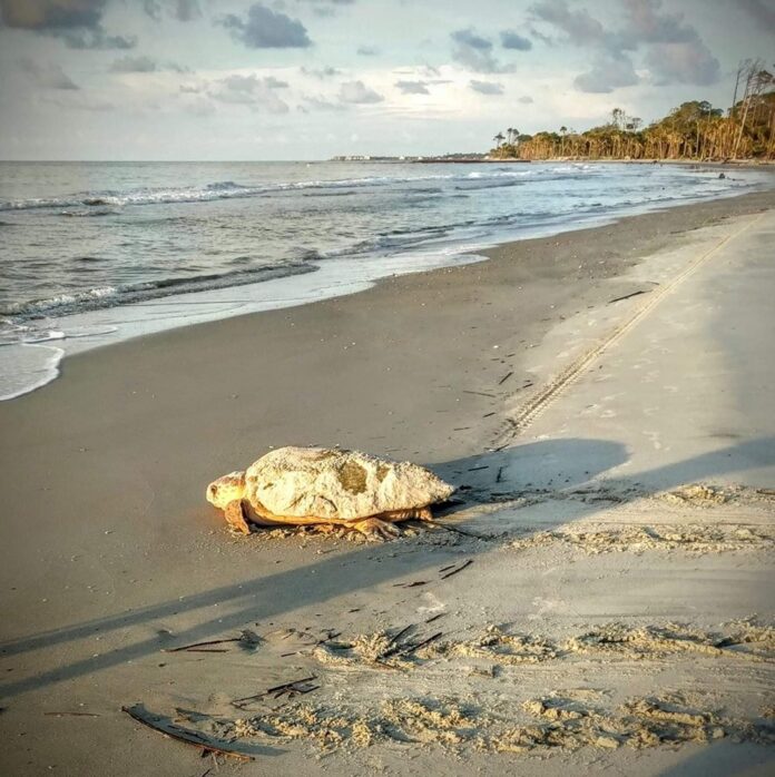 seaturtlehuntingislandstatepark Sea Turtles Everywhere: Hunting Island records 100th nest of season