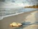 Sea Turtles Everywhere: Hunting Island records 100th nest of season Sea Turtles Everywhere: Hunting Island records 100th nest of season