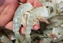 New S.C. law mandates restaurants publish origin of shrimp