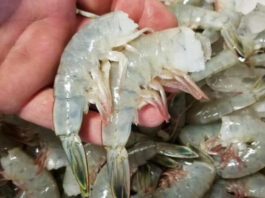 New S.C. law mandates restaurants publish origin of shrimp