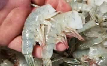 New S.C. law mandates restaurants publish origin of shrimp