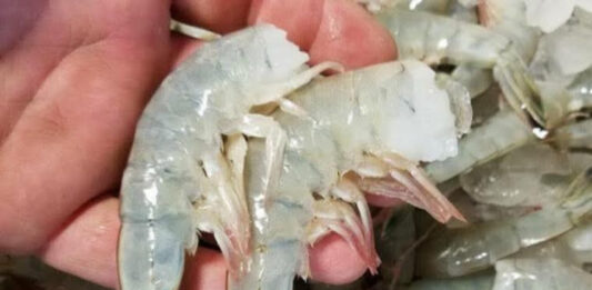New S.C. law mandates restaurants publish origin of shrimp